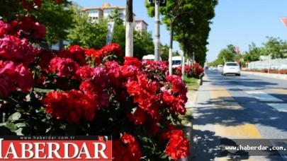 BEYLİKDÜZÜ GÜLLERLE BEZENDİ