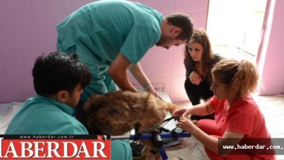 Felçli köpeklerin gözlerinin içi güldü