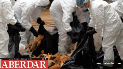 İstanbulda Kuş Gribi Paniği