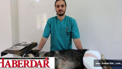 Büyükçekmecede av tüfeği ile köpeklere ateş açıldı