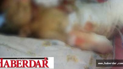 Fareler 10 günlük bebeği öldürdü