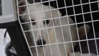 Felçli Sokak Köpeğinin Yeni Yuvası Abd