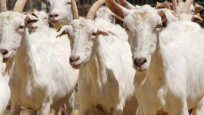 5 Hırsız Çobanı Bağlayıp Keçileri Çaldı