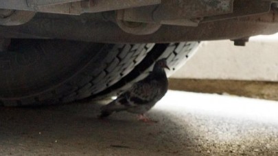 Sürücünün güvercin hassasiyeti