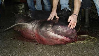 Marmara Denizinde 4 metrelik köpek balığı yakalandı