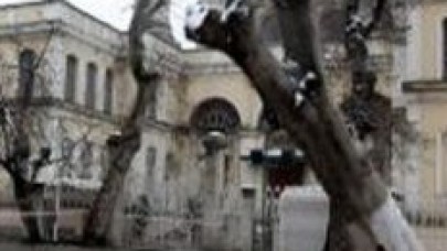 Ortaköy'de bir çınar daha devrildi