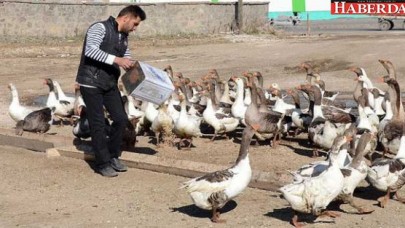 Kazlar lezzet düşkünleri için besiye alındı