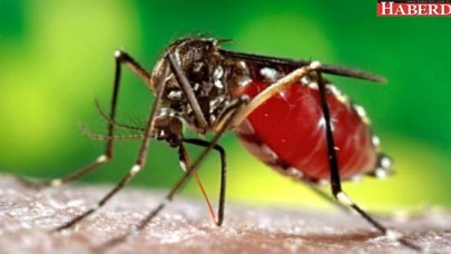 Bakanlıktan Zika Virüsü Uyarısı: Hastalığın Tedavisi Yok