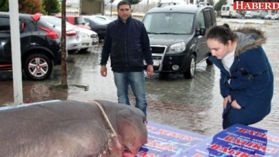 Köpek Balığı Kanser Hastalarına Şifa Olacak