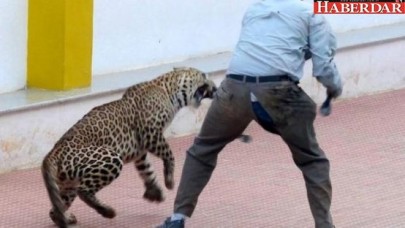 Leopar okula girdi, altı kişiyi yaraladı