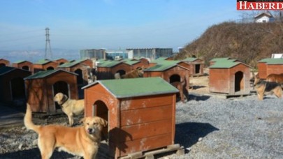 Büyükçekmecede Örnek Barınak