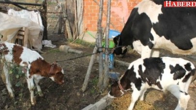 24 Adet İnek İcradan Satılığa Çıktı