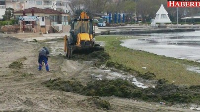Kıyılara vuran yosunlar temizlendi