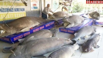 KÖPEKBALIKLARI KARAYA ÇIKTI