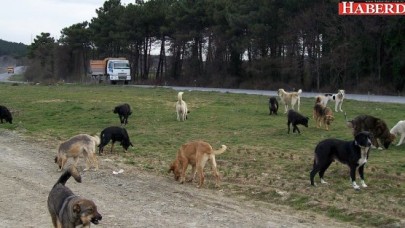 Bakanlık, 15 ilçeden köpek döküldüğünü tespit etti