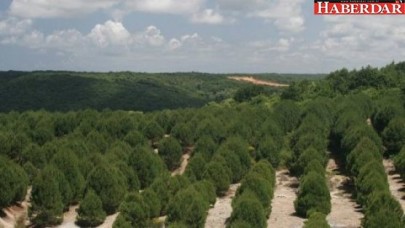 İstanbula 150 bin ağaç dikilecek