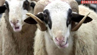 Türkiye Diyanet Vakfı Kurban Fiyatlarını Açıkladı