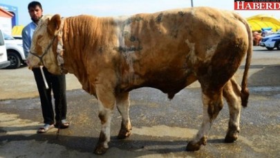 İstanbulun en ağır boğası Beylikdüzünde