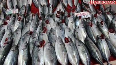 Palamutta tehlike çanları