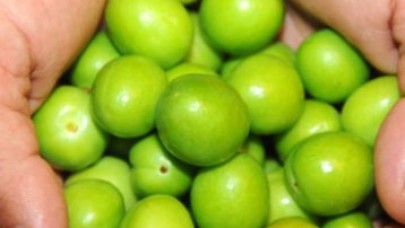 Altın değil erik!..