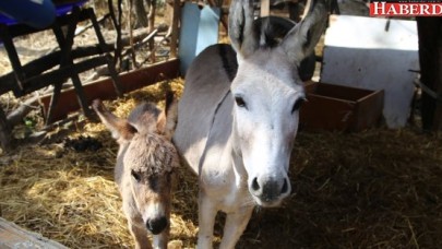 Büyükçekmece Belediyesi Sürmeliye sahip çıktı