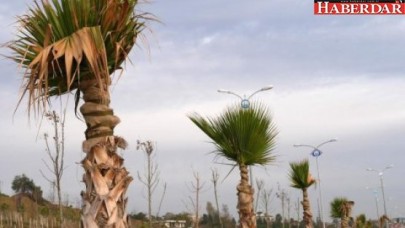 Büyükçekmece palmiyeleri koruma altında