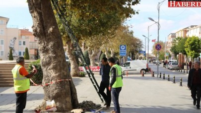 Akgün koca çınarları restore ettirdi