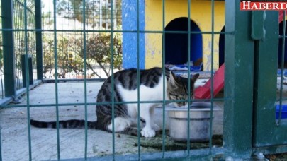 Büyükçekmecenin kedileri üşümüyor