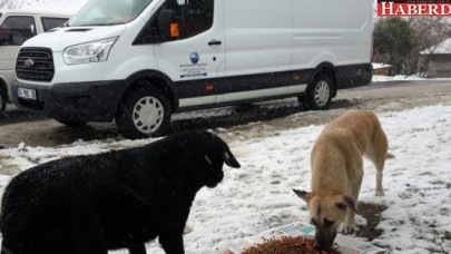 Büyükçekmece Belediyesi, sahipsiz hayvanları unutmadı!