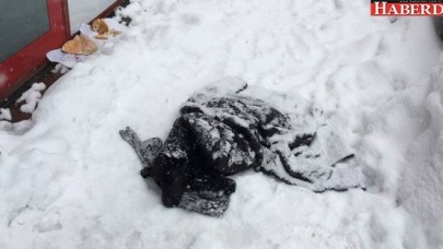 Donmak üzere olan köpek hayata döndürüldü