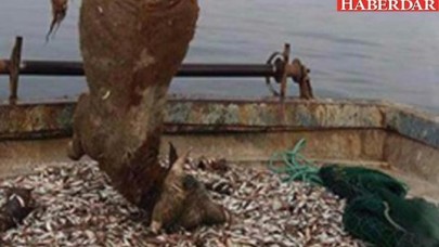 Balıkçılar şaşkına döndü: Balık yerine...