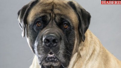 Sahibini parçalayarak öldürdü