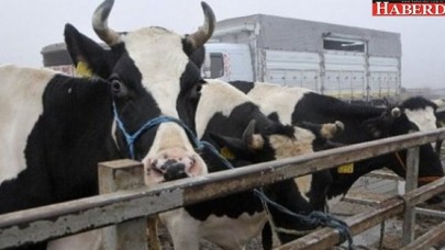 Krizin faturasını ineklere kestiler
