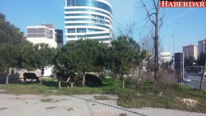 İstanbulun Göbeğinde Başıboş İnekler Şaşırttı