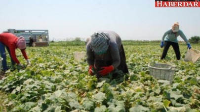 Tarımda tehlike çanları çalıyor