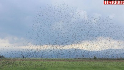 Aydın Ovası’nı kuşlar istila etti, çiftçiler şaşkına döndü