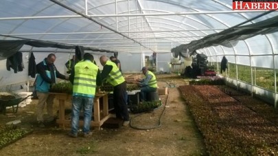 Çatalca Belediyesi kendi çiçeklerini yetiştiriyor