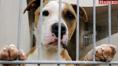 Petshoplarda kedi ve köpek satışına yasak geliyor