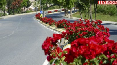 GÜLLER BEYLİKDÜZÜ’NÜ RENKLENDİRDİ