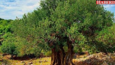 BAKIRKÖY’Ü ZEYTİN AĞAÇLARI İLE DONATIYORUZ