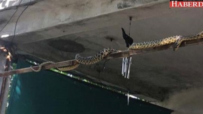 Yerleşim Bölgelerine Akın Eden Yılanlar Depremin Habercisi mi