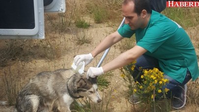 Sokak hayvanları aşılandı