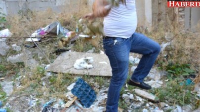 İlçelerini Fareler Basan Esnaf Ne Yapacağını Şaşırdı