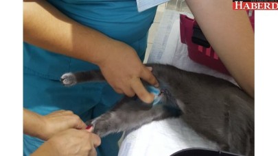 SOKAK HAYVANINA TÜMÖR AMELİYATI