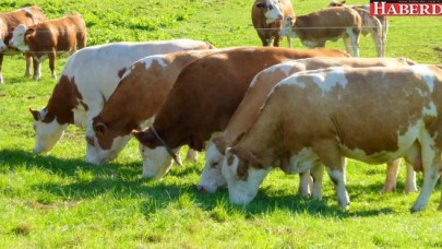 KURBAN BAYRAMI HAZIRLIKLARI BAŞLADI