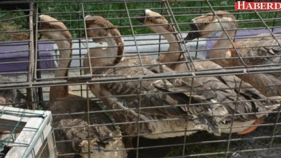 Çatalca barışa kanat çırptı