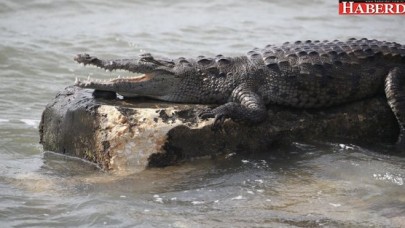 Florida’da sokaklar timsahlara kaldı