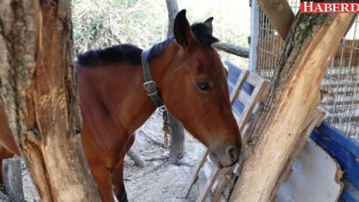 Eziyete uğrayan ata Büyükçekmece Belediyesi sahip çıktı