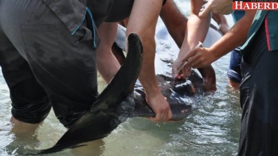 YARALI YUNUS DENİZE GERİ DÖNDÜRÜLDÜ