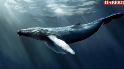 Whatsapp’tan gelen Mavi Balina linkine dikkat!